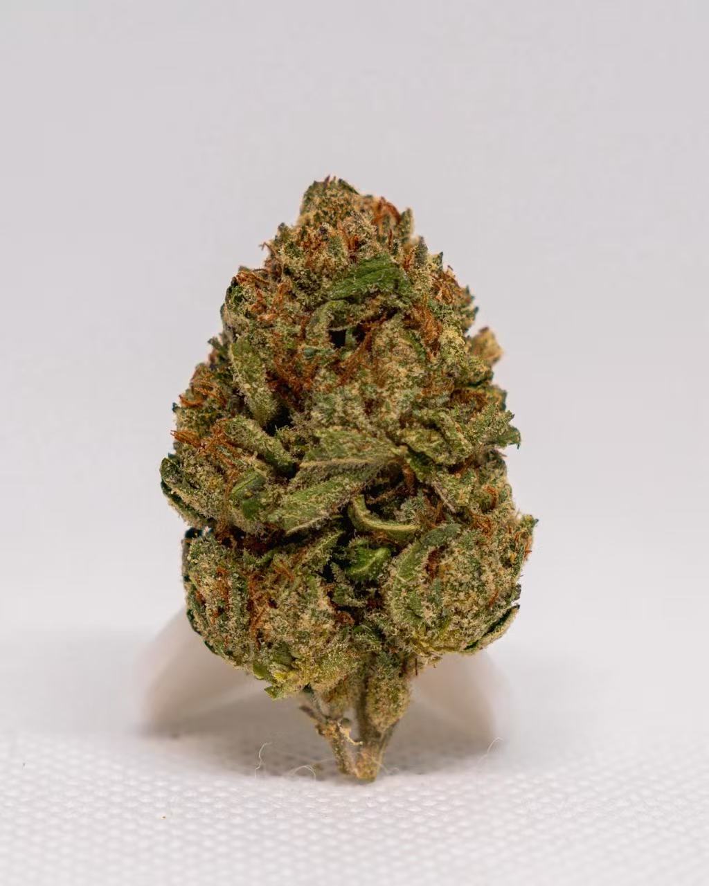 Gelato King (smalls)